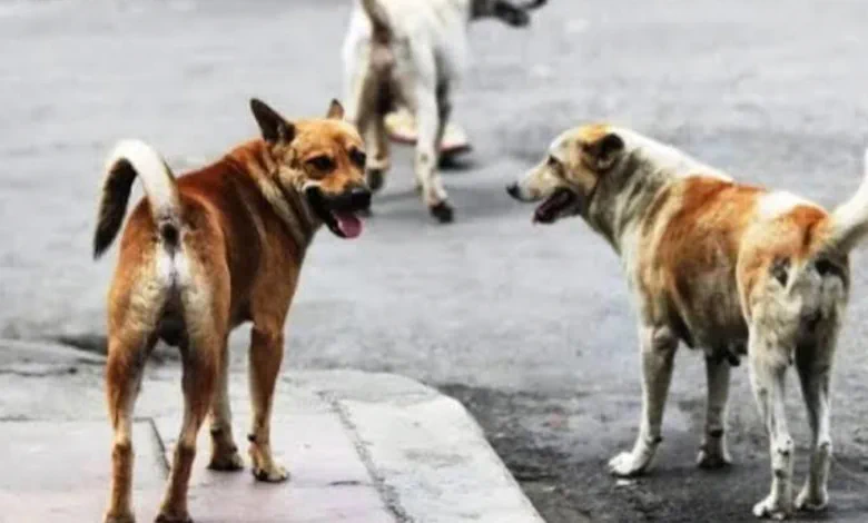 perros sueltos